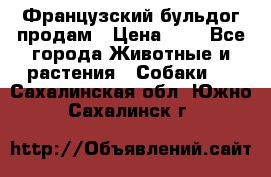 Французский бульдог продам › Цена ­ 1 - Все города Животные и растения » Собаки   . Сахалинская обл.,Южно-Сахалинск г.